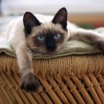 Os Significados do Ronronar dos Gatos e a Importância da Comunicação Felina na Relação com os Tutores