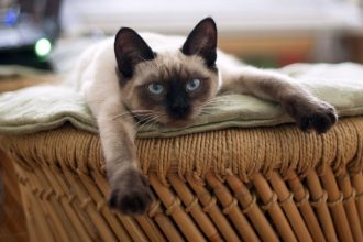 Os Significados do Ronronar dos Gatos e a Importância da Comunicação Felina na Relação com os Tutores