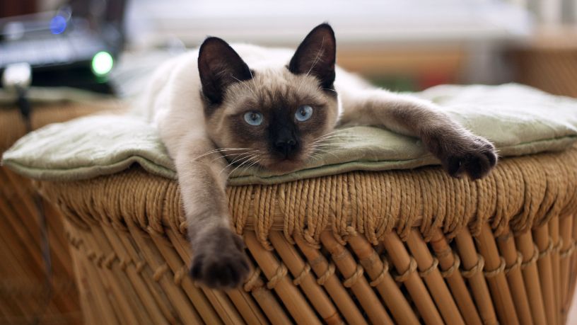 Os Significados do Ronronar dos Gatos e a Importância da Comunicação Felina na Relação com os Tutores