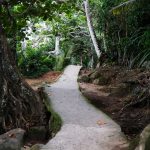 Trilha estreita atravessa uma floresta brasileira densamente verde.