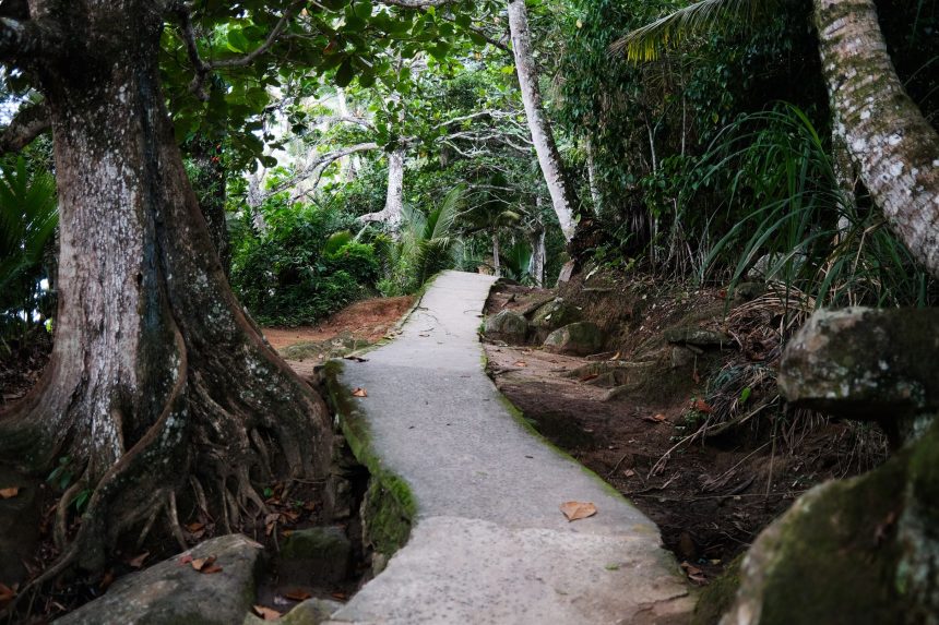 Trilha estreita atravessa uma floresta brasileira densamente verde.
